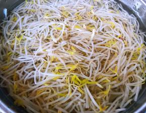 焯好水的豆芽立即放入冷水中过凉后沥干水份
