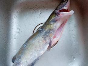 新鲜的鮰鱼处理干净。