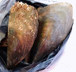 鲜活的带子括开取出带子肉