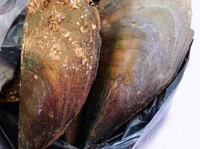 鲜活的带子括开取出带子肉