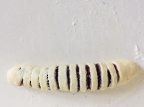 卷好收口朝下，（卷的时候不要太紧容易撑断条，也不要太松发酵时容易散开）