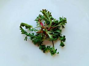 这个就是茵陈，没洗之前可以看到叶子上的白色绒毛，顾又名白蒿，药食两用。茵陈麻食就是用它榨汁和面搓的，一次做得多，分成n等份，入冰箱冷冻保存。后面随吃随取，很方便。
