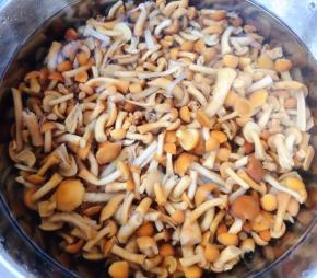 滑子蘑用清水洗净在开水中焯水后立即放入冷水中过凉多冲洗几遍滑子蘑的黏液后沥干水份备用