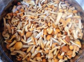 滑子蘑用清水洗净在开水中焯水后立即放入冷水中过凉多冲洗几遍滑子蘑的黏液后沥干水份备用