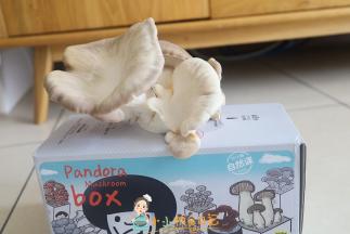 这个是我种的蘑菇我也不知道什么品种，你也可以用买的蘑菇、金针菇、平菇等等，品种也可以多一点营养更好