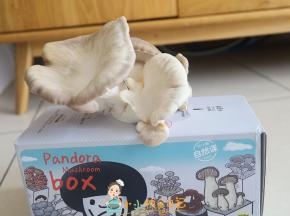 这个是我种的蘑菇我也不知道什么品种，你也可以用买的蘑菇、金针菇、平菇等等，品种也可以多一点营养更好