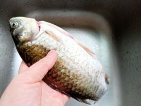 鲫鱼那层黑膜是腥味来源，必须清洗干净。