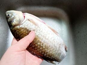 鲫鱼那层黑膜是腥味来源，必须清洗干净。