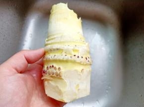 鲜笋用刀在笋壳上轻轻划一下非常好剥。