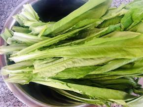 新鲜的油麦菜摘好洗净