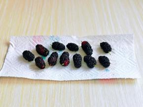 泡好的桑果再冲洗一遍，捞出放厨房用纸上吸干水分。