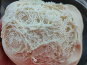 种面团发酵至三倍大左右，发酵好的面团拉开里面的面团状态为蜂窝状。（冰箱冷藏温度不同，种面团发酵有可能达不到3倍大，这属于正常现象）