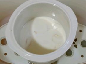 花胶纯牛奶一起放入电炖盅。