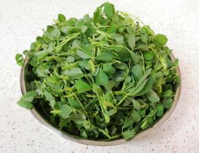 看一下这个就是苜蓿菜，也有地方叫“草头”。将苜蓿菜择好。