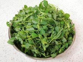 看一下这个就是苜蓿菜，也有地方叫“草头”。将苜蓿菜择好。