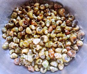 在市场买到新鲜的田螺老板帮忙剪去田螺尾部就方便很多了