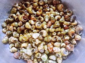 在市场买到新鲜的田螺老板帮忙剪去田螺尾部就方便很多了