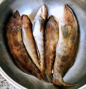 钓的新鲜黄鱼准备做个黄鱼汤