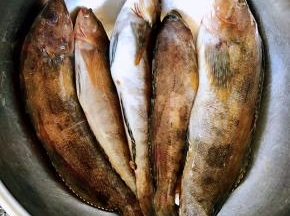 钓的新鲜黄鱼准备做个黄鱼汤