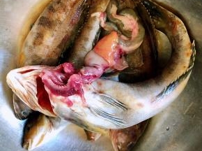 取出黄鱼的鱼鳃和内脏