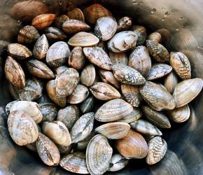 新鲜的花蛤买回来在盐水中浸泡半小时使花蛤吐净沙子后洗净