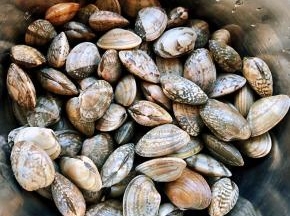 新鲜的花蛤买回来在盐水中浸泡半小时使花蛤吐净沙子后洗净