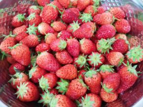 这个草莓虽然个头小，但是味道还不错。