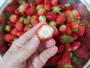 用小刀一个个将草莓蒂去掉。