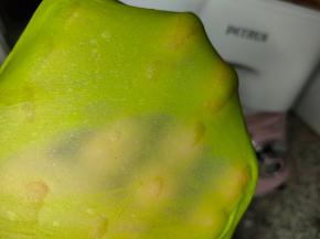 这时候的面团柔软细腻，具有良好的弹性和延展性。