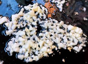 锅中放入底油加热后放入蒜粒爆香