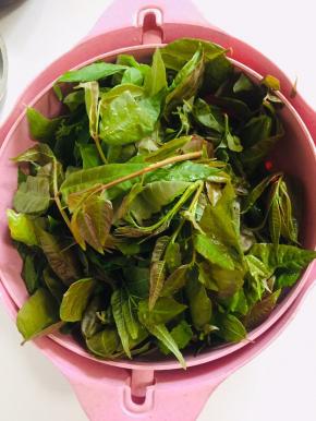 刚刚采摘回来的嫩嫩的香椿芽，清洗干净备用！