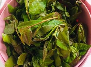 刚刚采摘回来的嫩嫩的香椿芽，清洗干净备用！