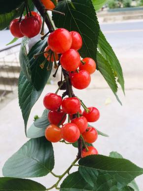 今年的樱桃大丰收，满树都是又红又甜的樱桃！看着就特别的喜人！