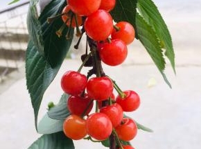 今年的樱桃大丰收，满树都是又红又甜的樱桃！看着就特别的喜人！