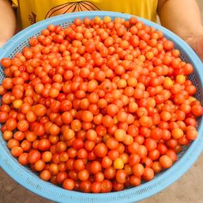 一会儿的功夫就摘了满满的一大筐樱桃！有没有诱惑到你？