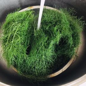 刚刚采摘回来的小茴香清洗干净备用！