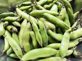 买回来的带皮蚕豆。