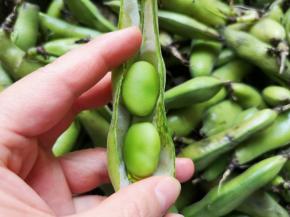 个人超喜欢剥蚕豆。