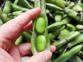 自己剥的豆子特别新鲜。