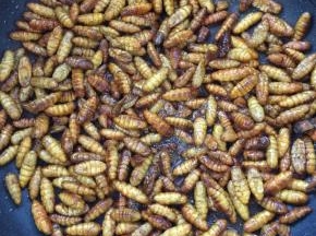 起锅烧油，放入蚕蛹小火慢慢的煎至蚕蛹金黄酥脆！