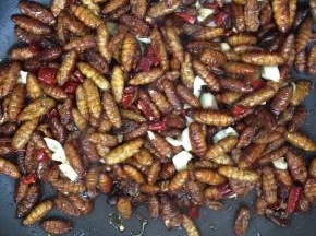 放入煎好的蚕蛹翻炒片刻！