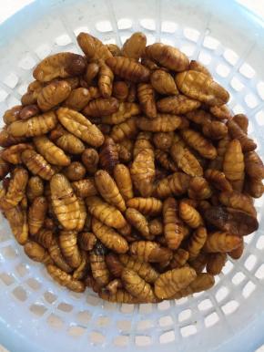 超市买回来的蚕蛹解冻，洗净沥干水分备用！