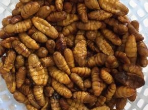 超市买回来的蚕蛹解冻，洗净沥干水分备用！