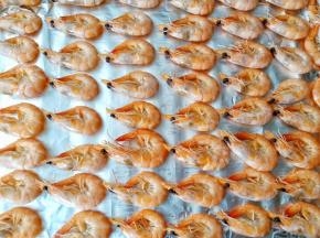 烤盘铺上锡纸，把对虾一个个码上。