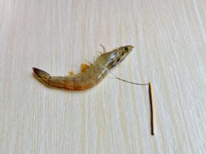 首先我们去虾线，可以借助一根牙签，从头部与身体间的位置将虾线挑出，如图所示。