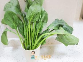 菠菜保存有一个小窍门，买来的菠菜如果不马上吃有根的话可以这样插进水里保存