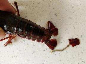 2.拉住虾尾中间的那个尾巴把虾线拉出来