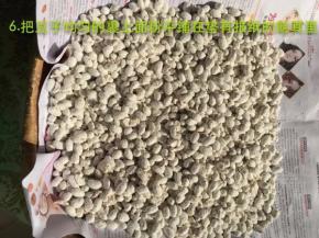 把豆子均匀的裹上面粉平铺在垫有报纸的簸箕里
