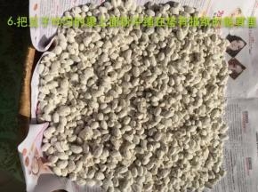 把豆子均匀的裹上面粉平铺在垫有报纸的簸箕里
