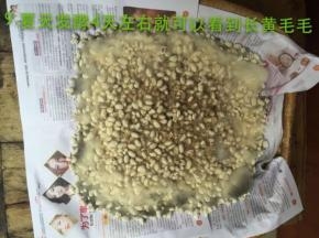 夏天4天左右就可以看到长黄毛毛了！
